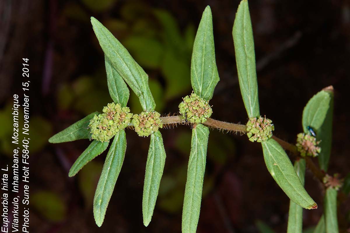 Euphorbia hirta Euphorbia hirta
