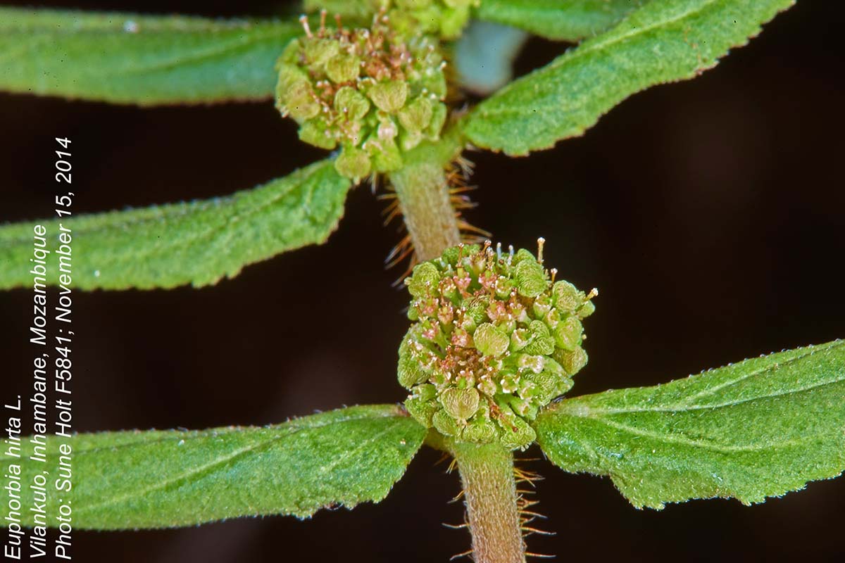 Euphorbia hirta Euphorbia hirta