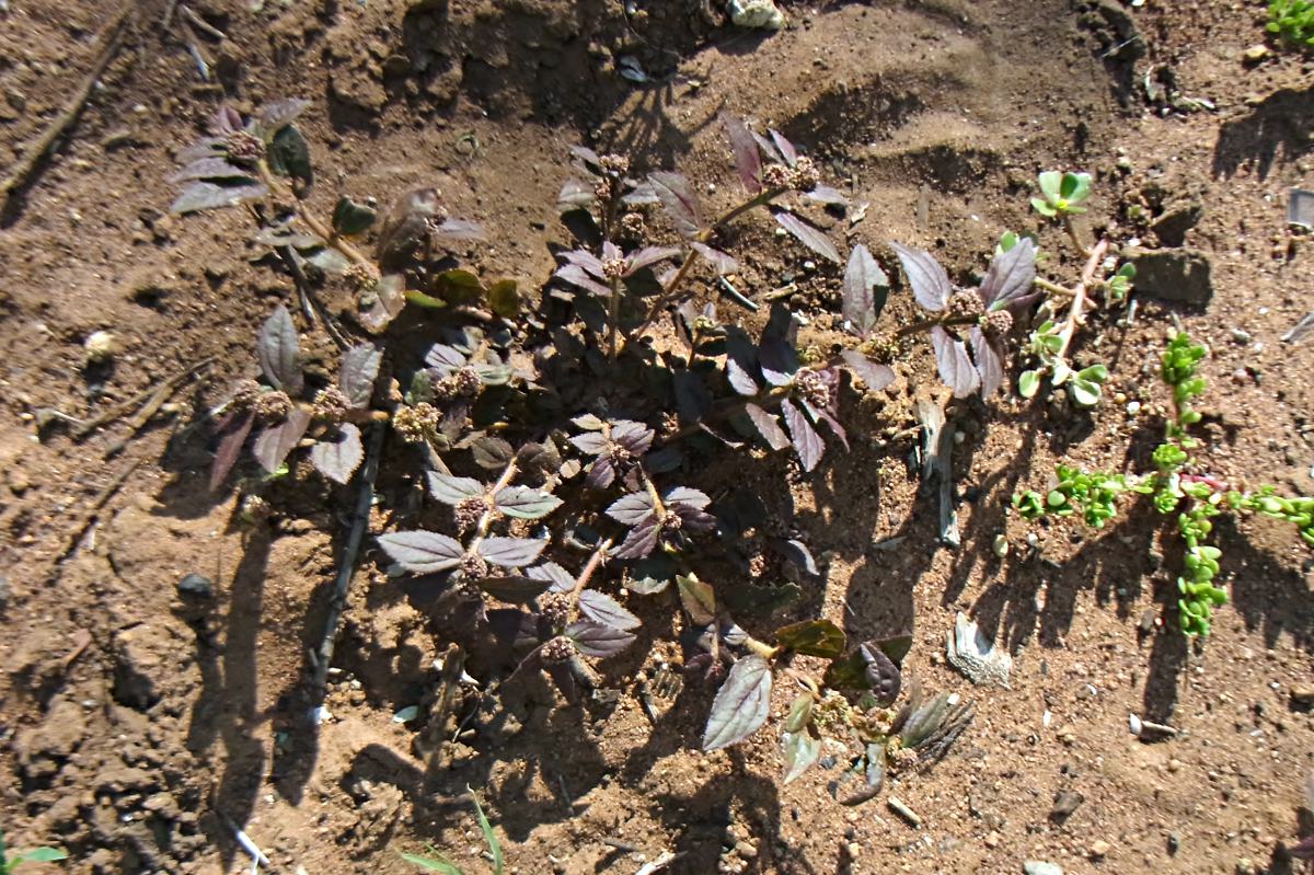 Euphorbia hirta Euphorbia hirta