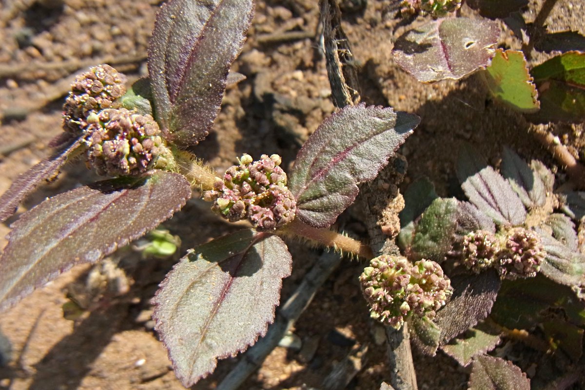 Euphorbia hirta Euphorbia hirta