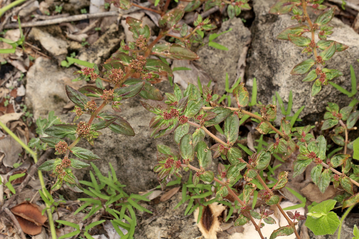 Euphorbia hirta Euphorbia hirta