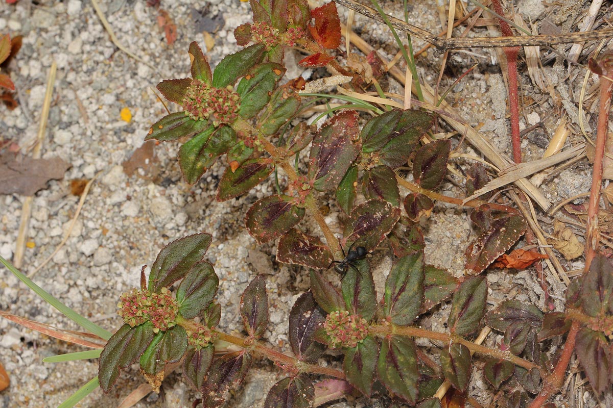 Euphorbia hirta Euphorbia hirta