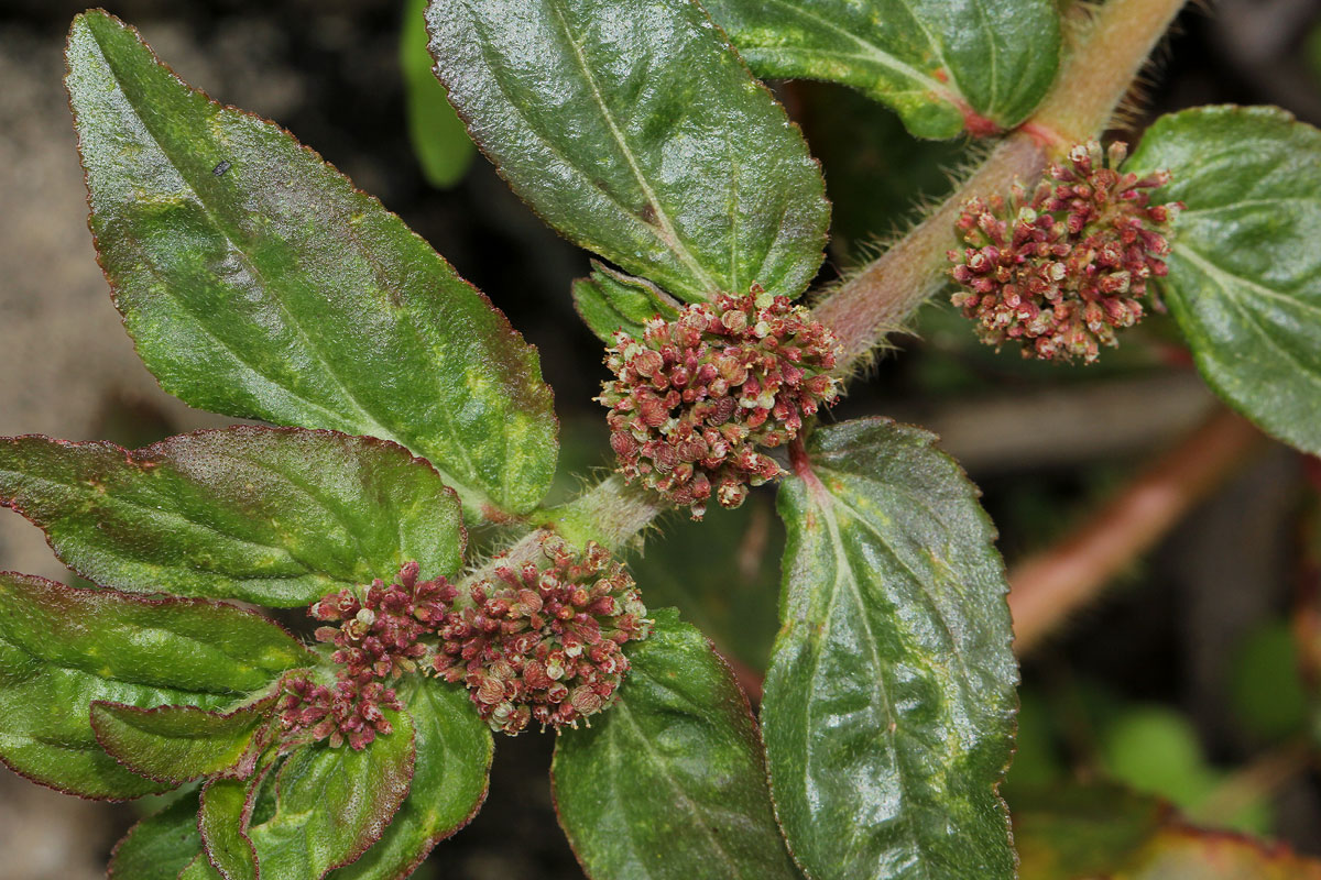 Euphorbia hirta Euphorbia hirta