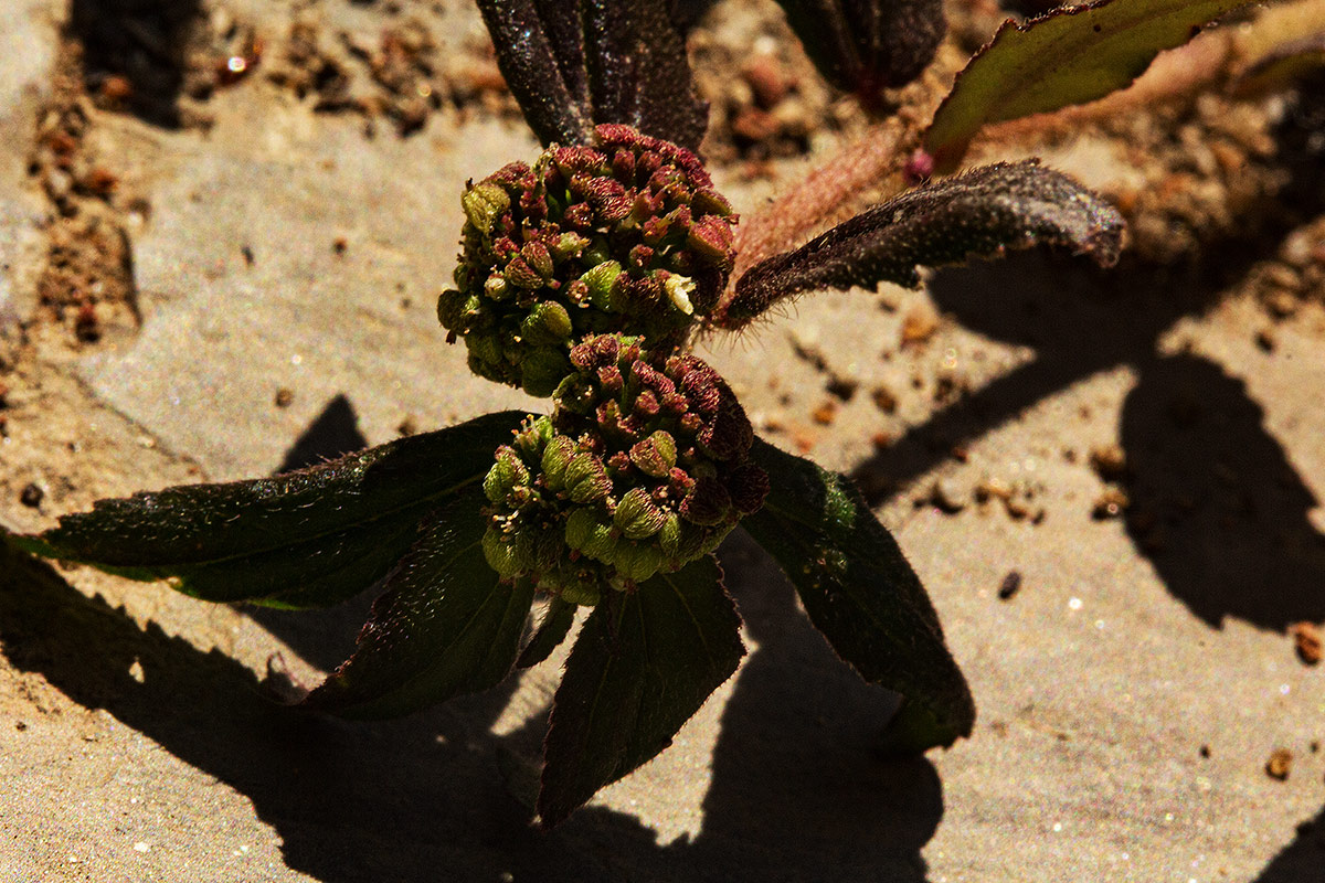 Euphorbia hirta Euphorbia hirta