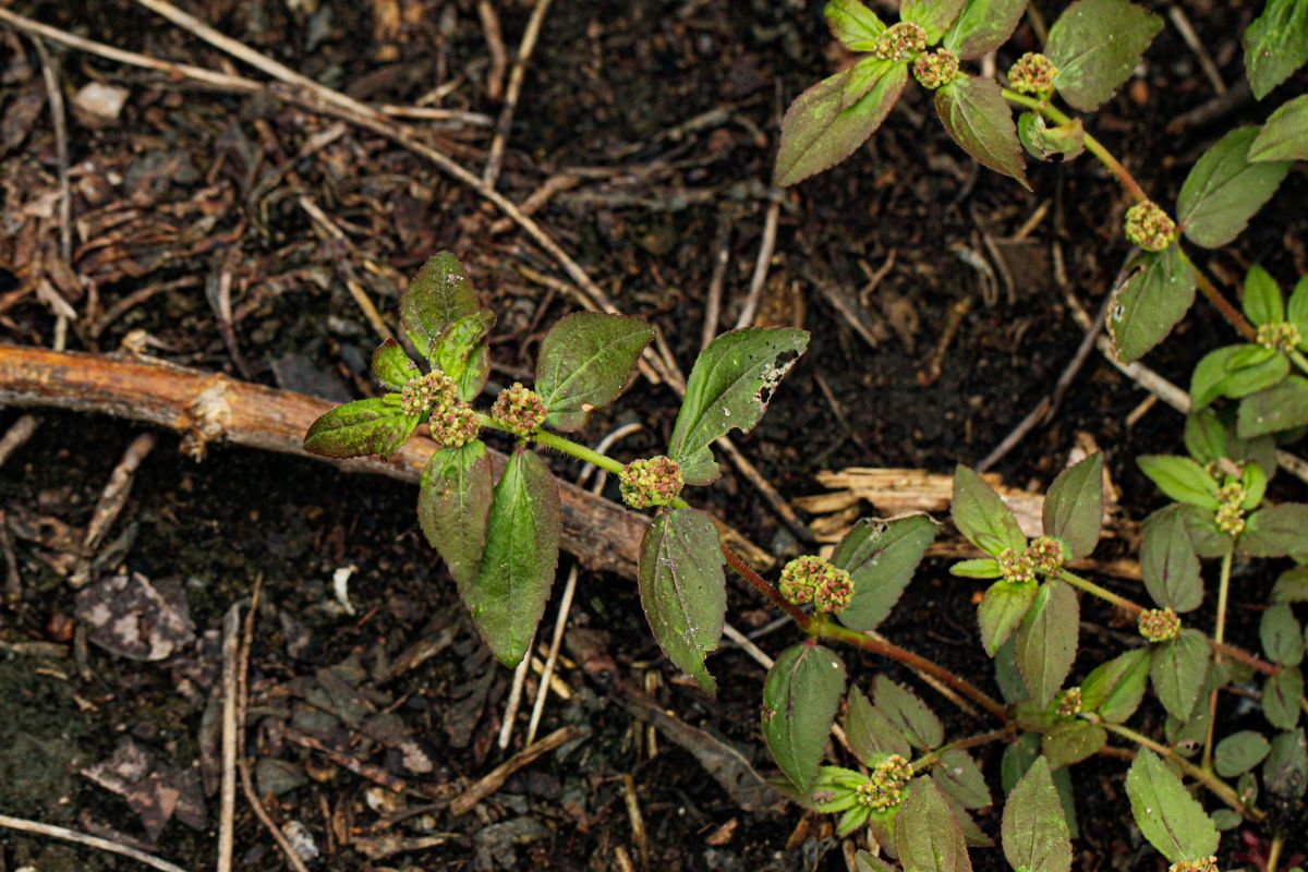 Euphorbia hirta
