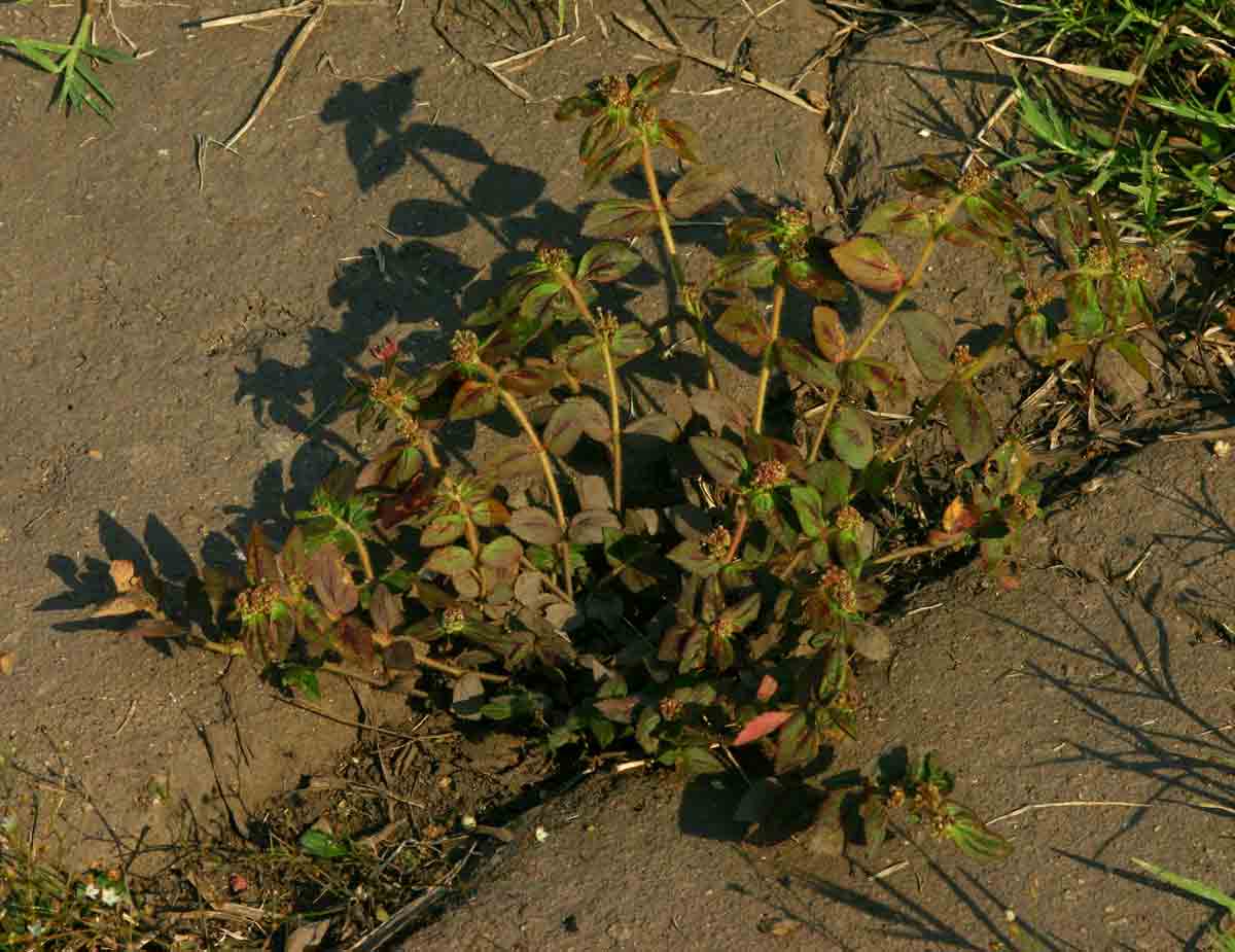 Euphorbia hirta Euphorbia hirta