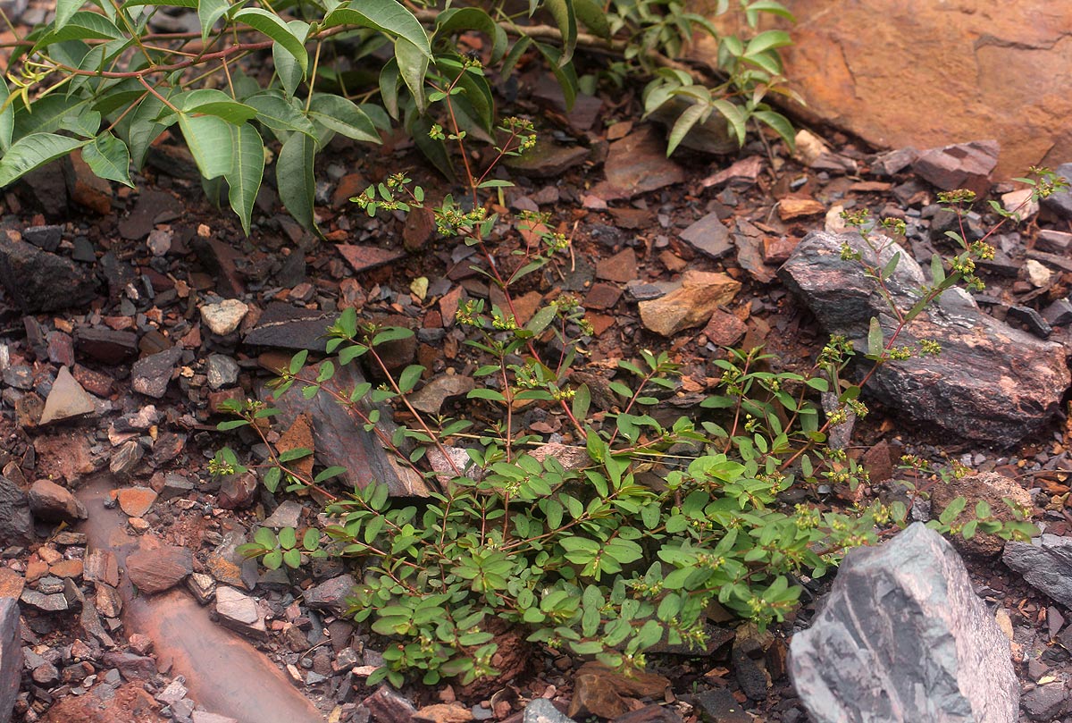 Euphorbia indica Euphorbia indica