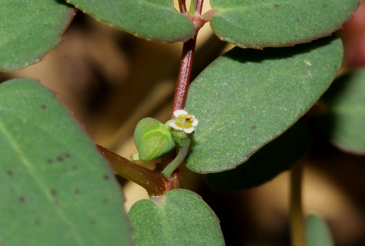 Euphorbia indica Euphorbia indica