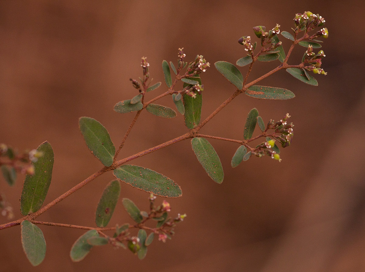 Euphorbia indica Euphorbia indica