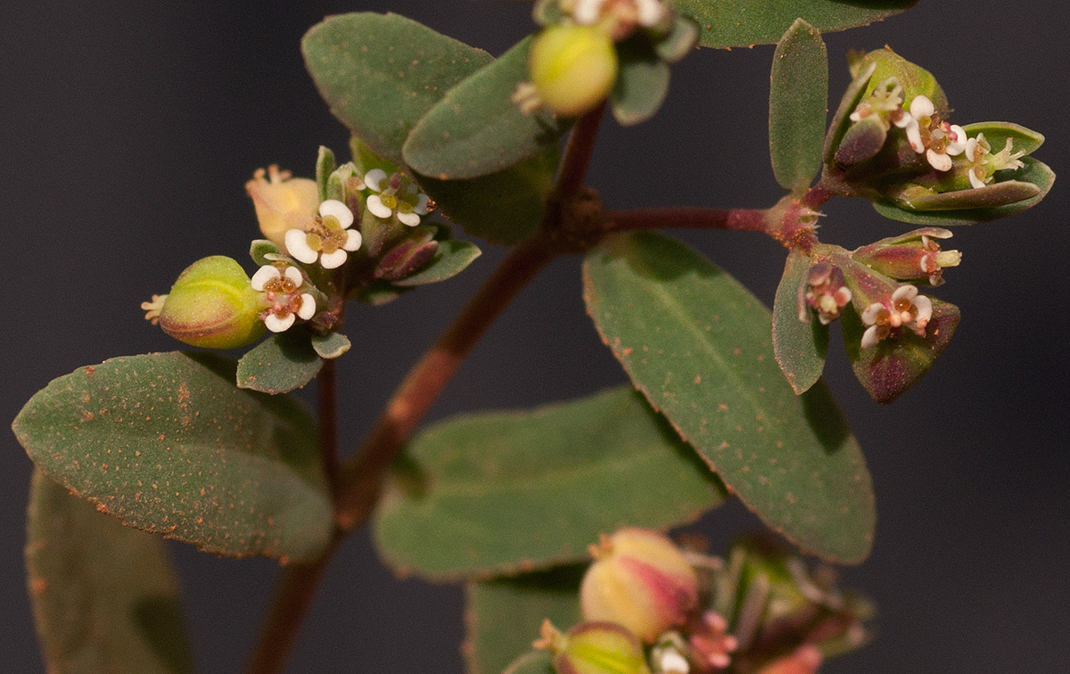 Euphorbia indica Euphorbia indica