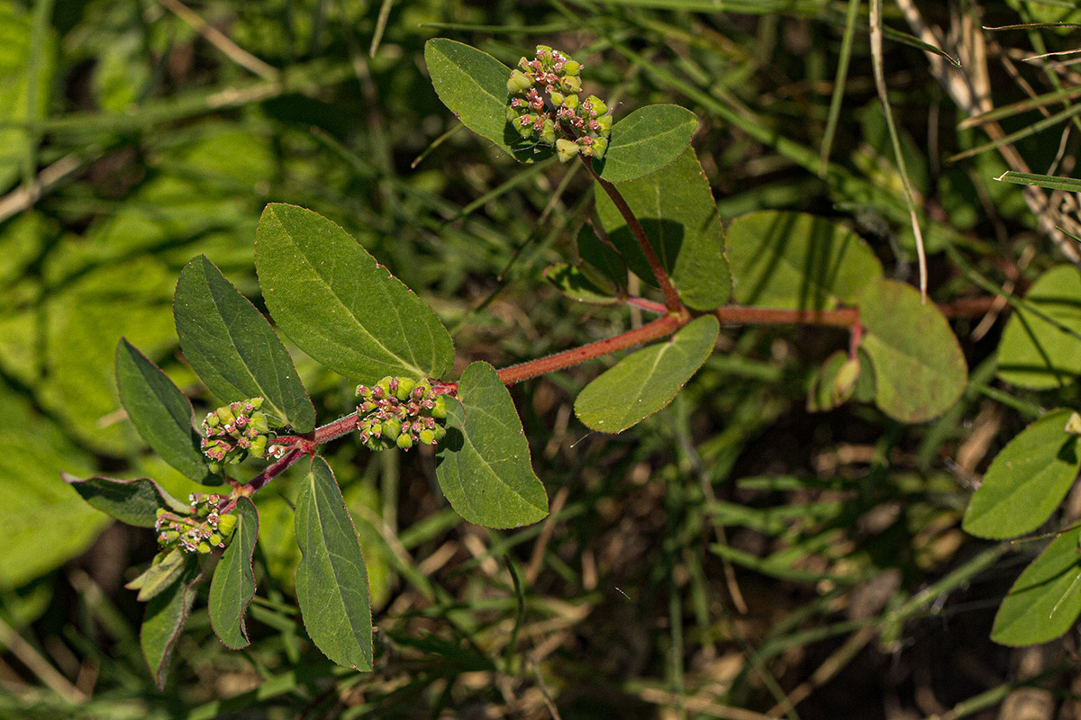 Euphorbia indica Euphorbia indica
