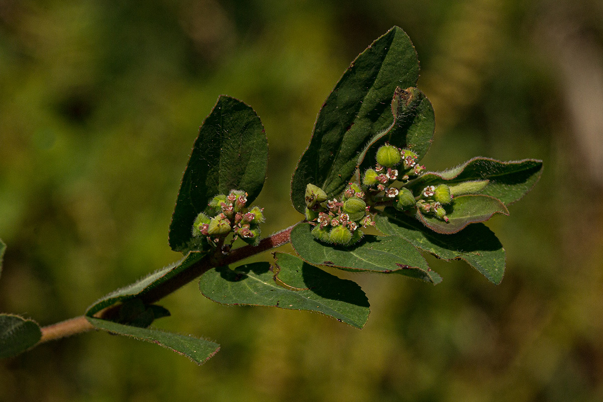 Euphorbia indica Euphorbia indica
