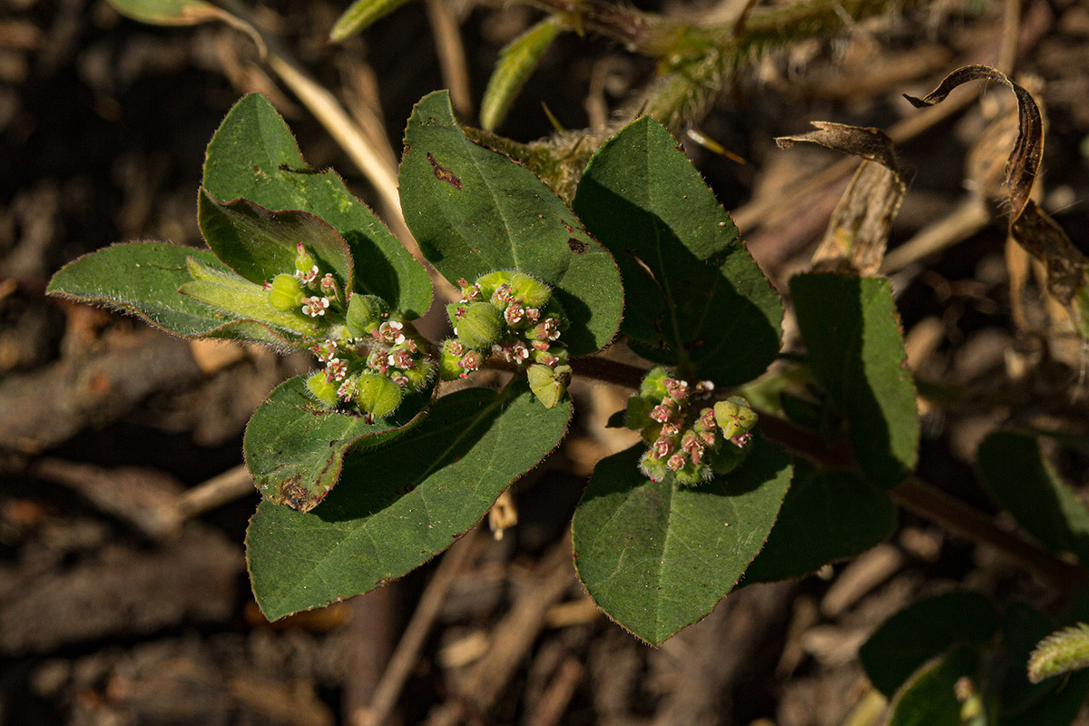 Euphorbia indica Euphorbia indica