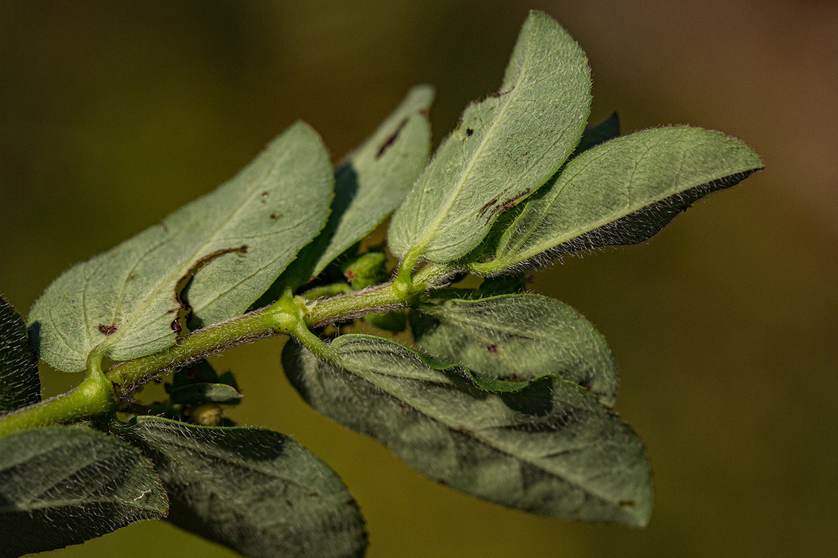 Euphorbia indica Euphorbia indica