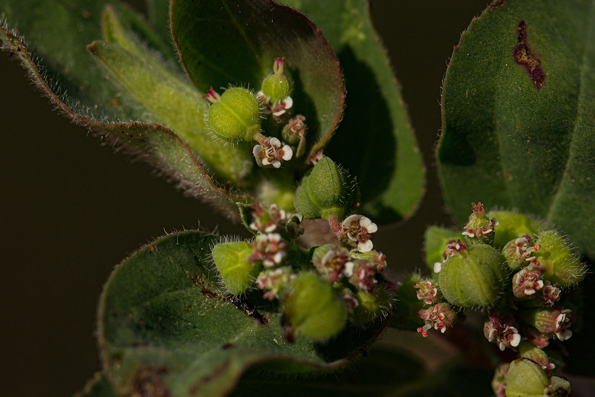 Euphorbia indica Euphorbia indica