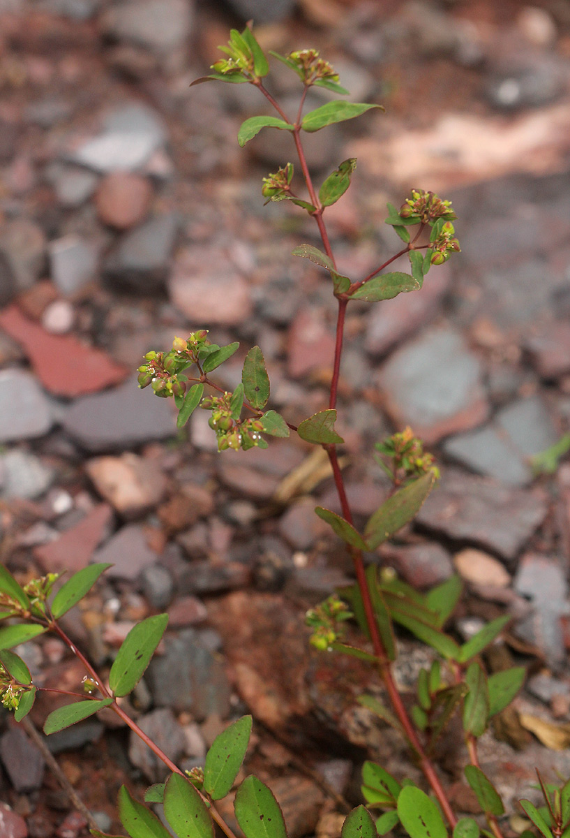 Euphorbia indica Euphorbia indica
