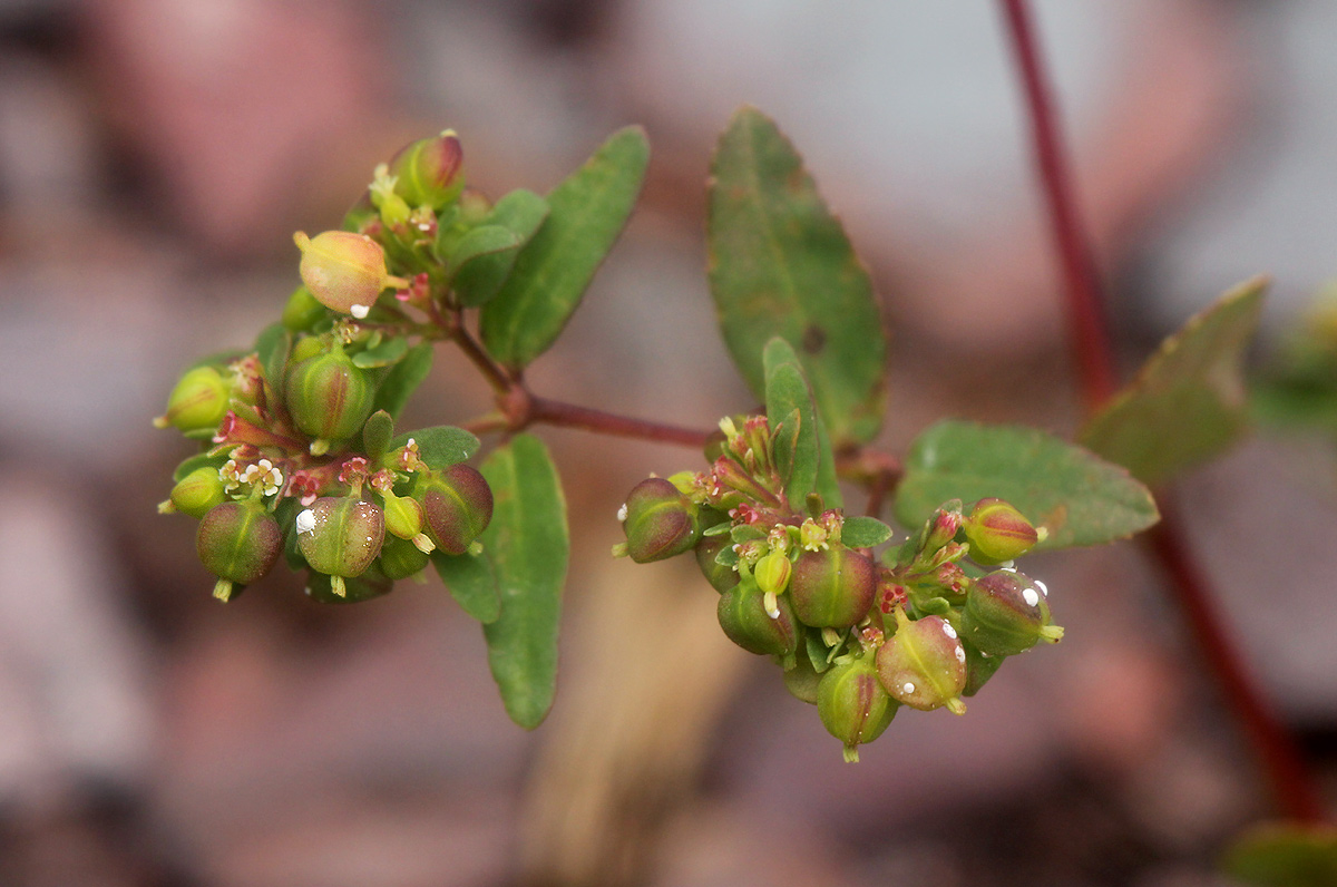 Euphorbia indica Euphorbia indica