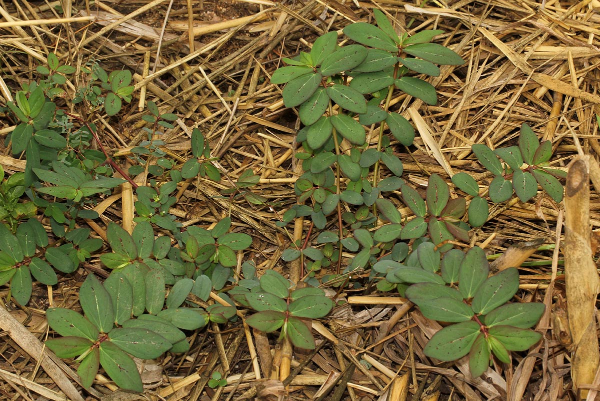 Euphorbia indica Euphorbia indica