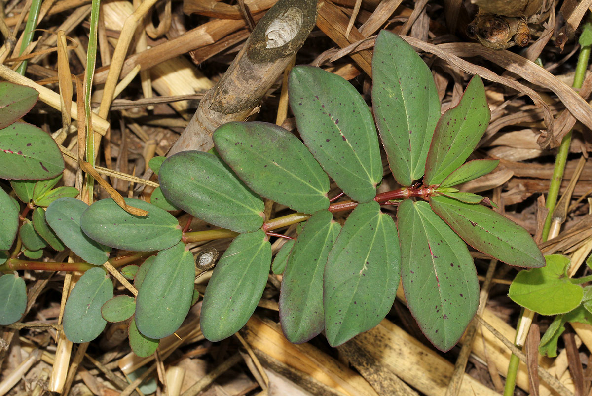 Euphorbia indica Euphorbia indica