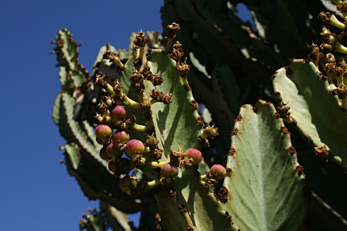Euphorbia ingens Euphorbia ingens