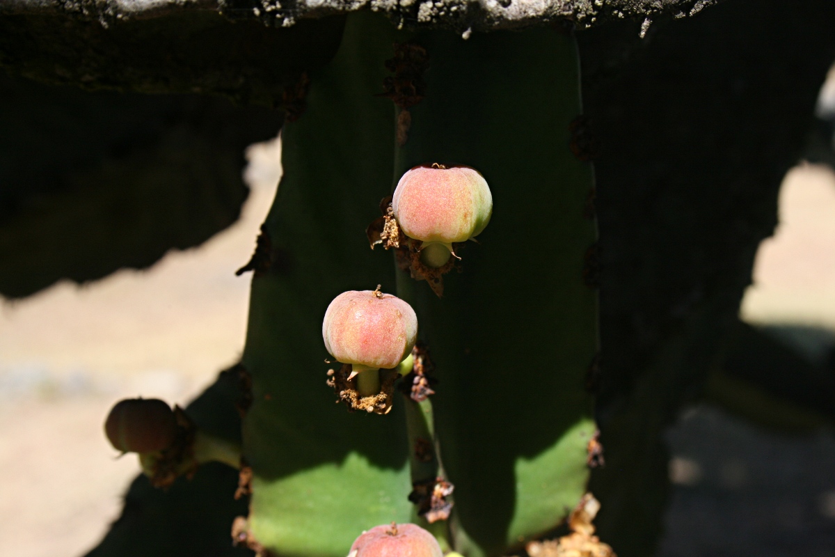 Euphorbia ingens Euphorbia ingens