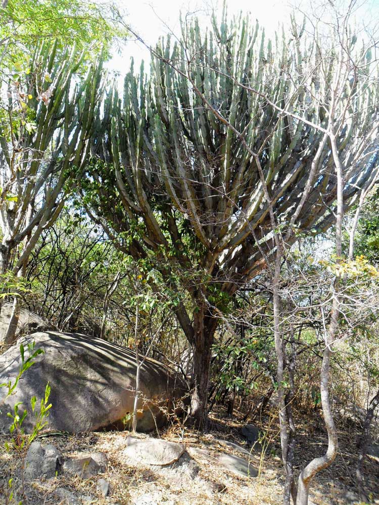 Euphorbia ingens Euphorbia ingens
