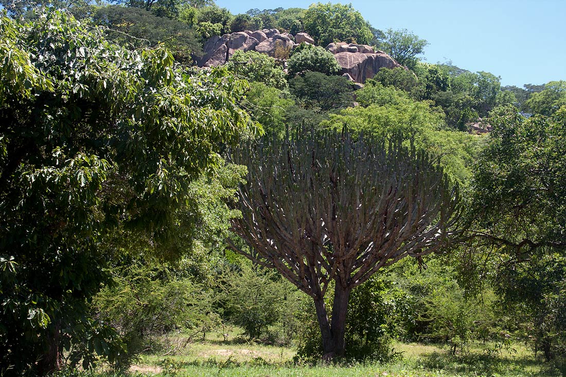 Euphorbia ingens