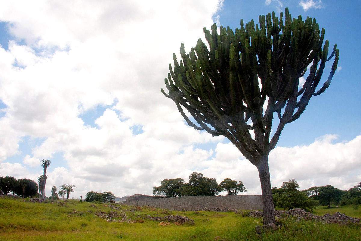 Euphorbia ingens Euphorbia ingens