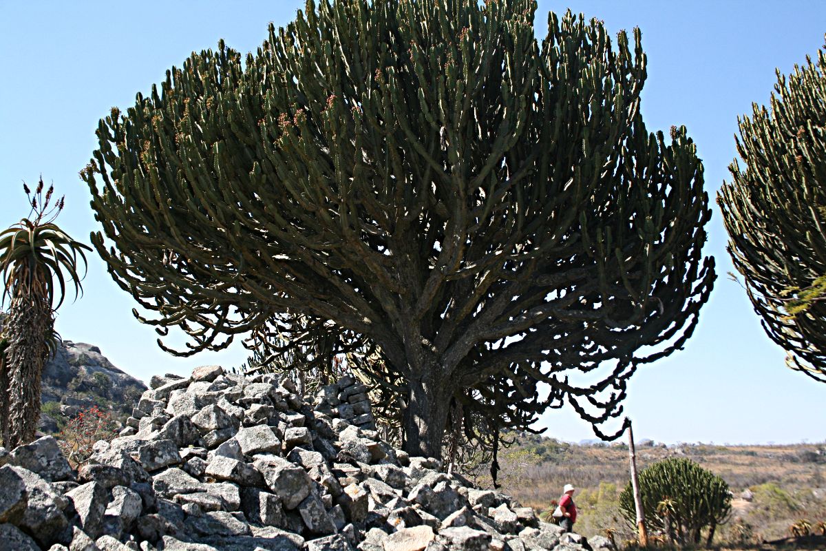 Euphorbia ingens Euphorbia ingens