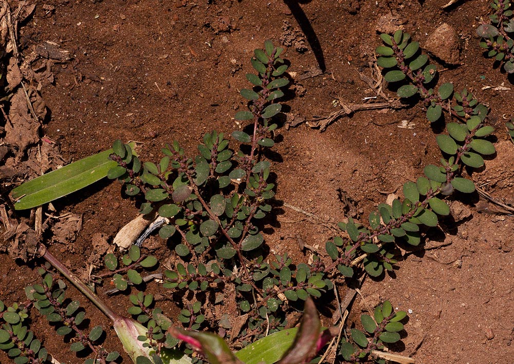 Euphorbia prostrata Euphorbia prostrata