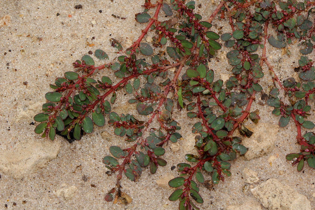 Euphorbia prostrata Euphorbia prostrata