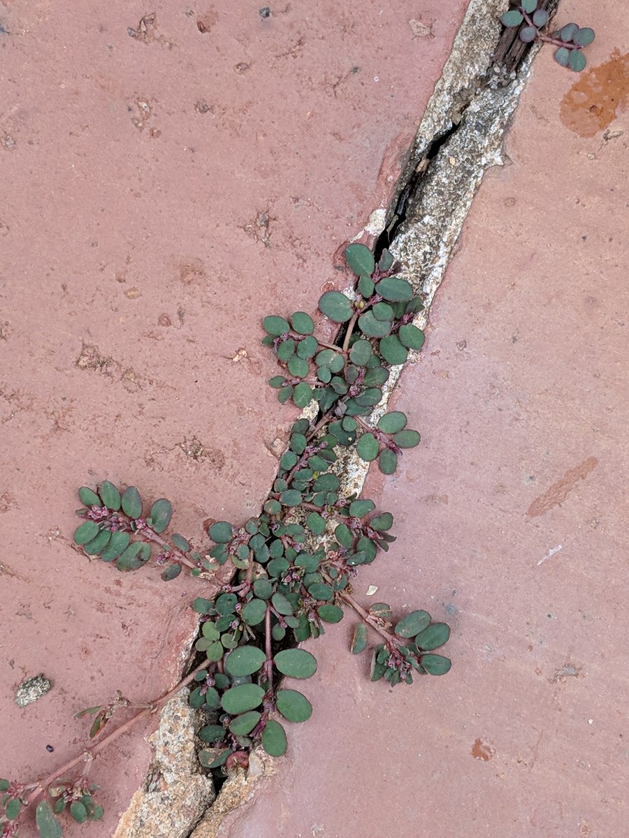 Euphorbia prostrata Euphorbia prostrata