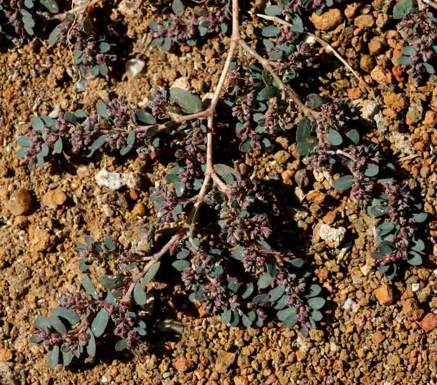 Euphorbia prostrata Euphorbia prostrata