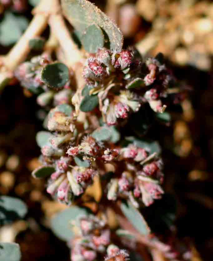 Euphorbia prostrata Euphorbia prostrata