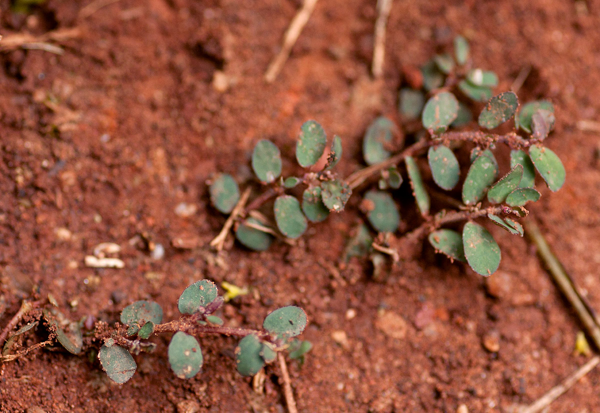 Euphorbia prostrata Euphorbia prostrata