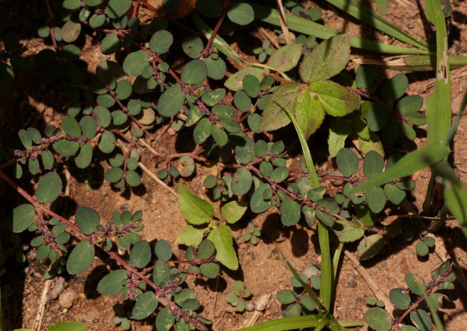 Euphorbia prostrata Euphorbia prostrata