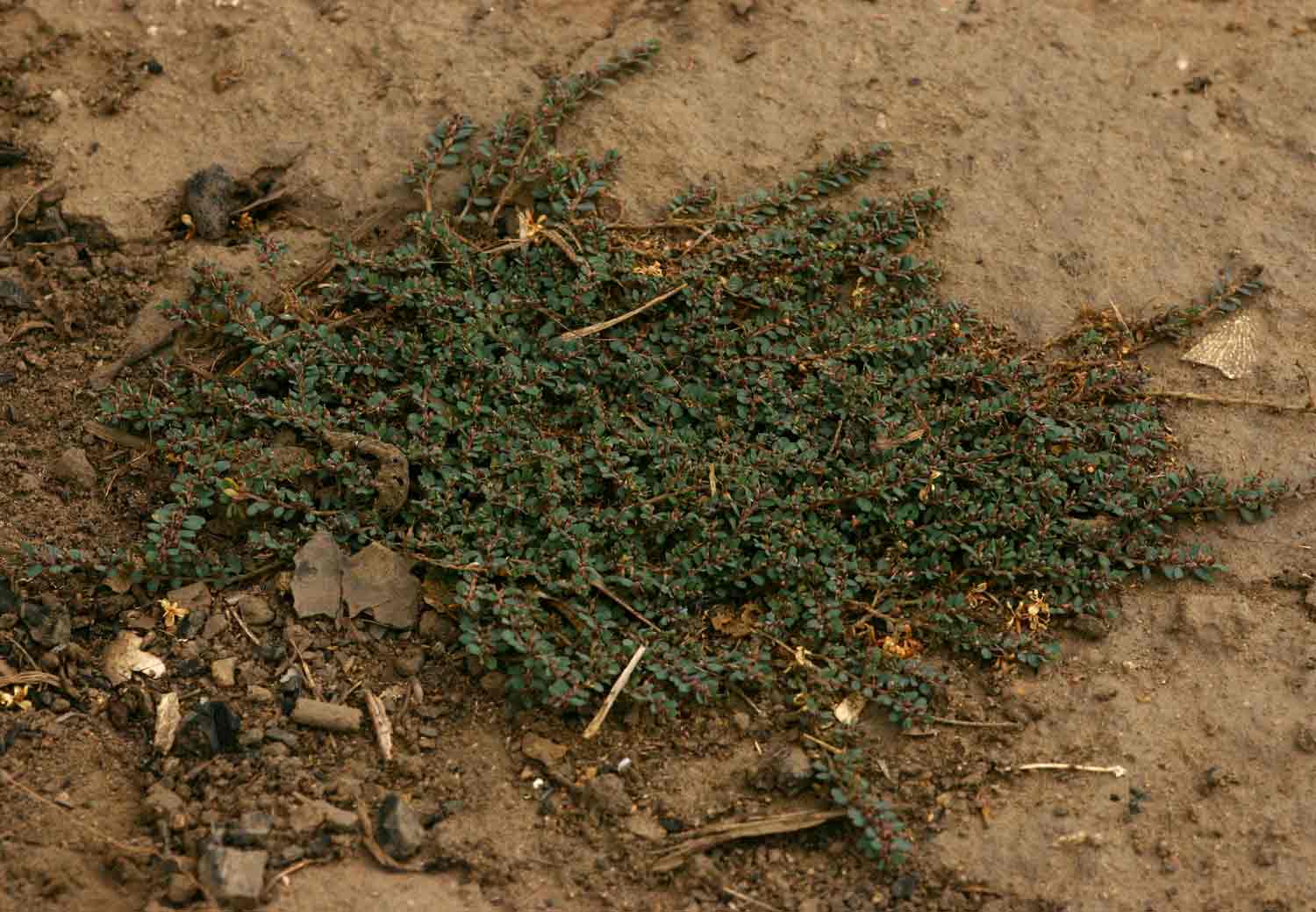 Euphorbia prostrata Euphorbia prostrata