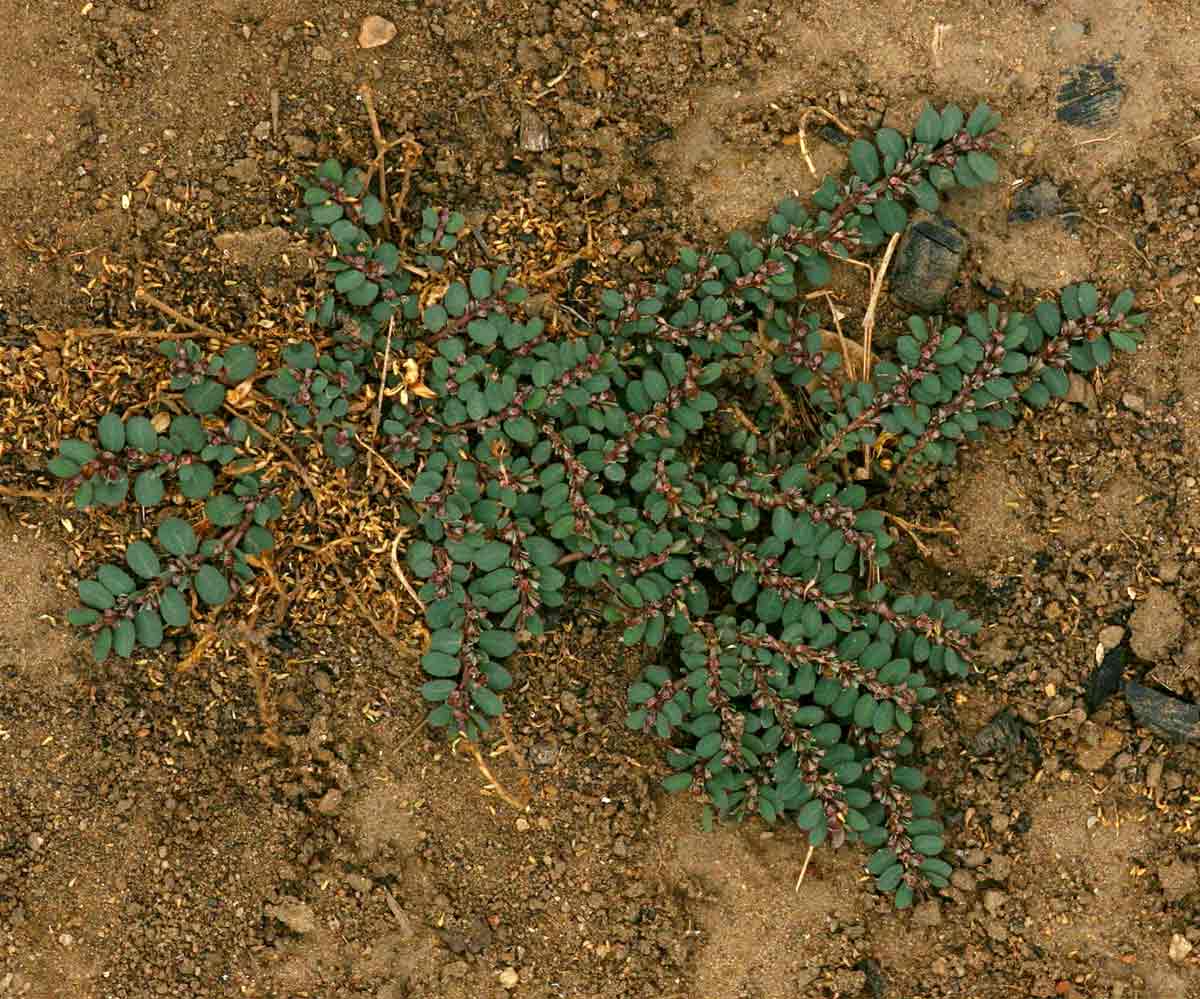 Euphorbia prostrata Euphorbia prostrata