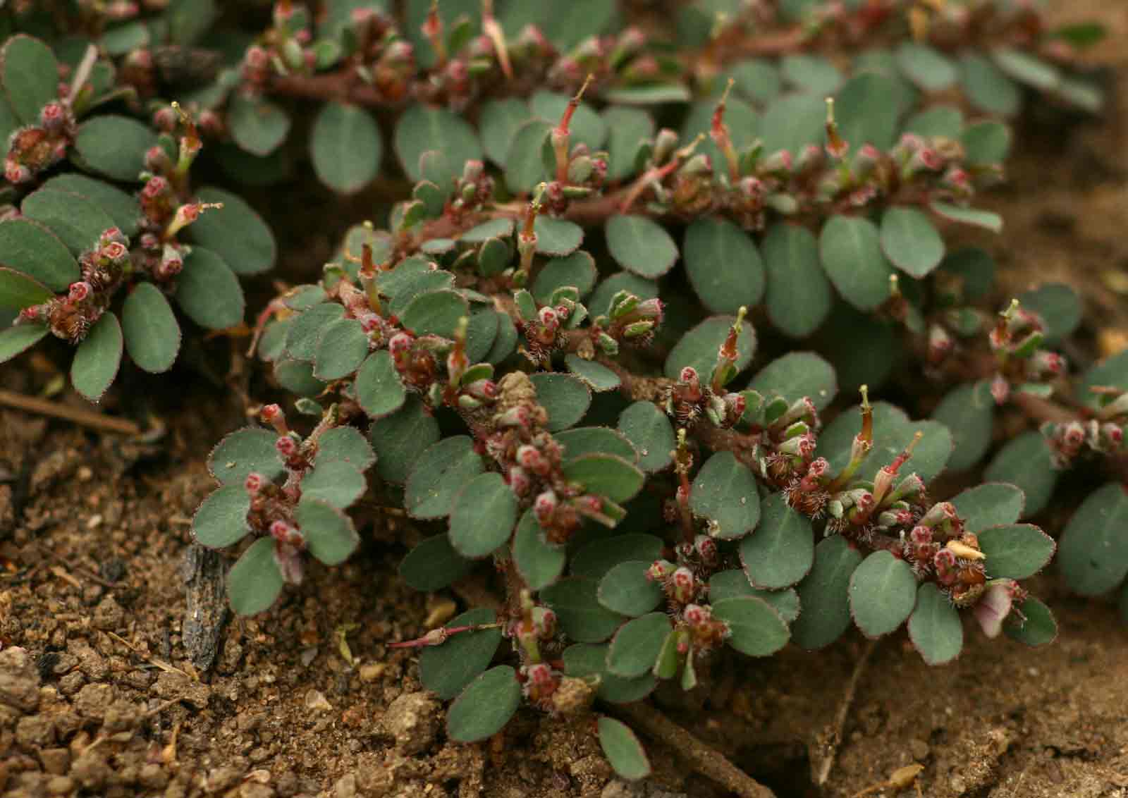 Euphorbia prostrata Euphorbia prostrata