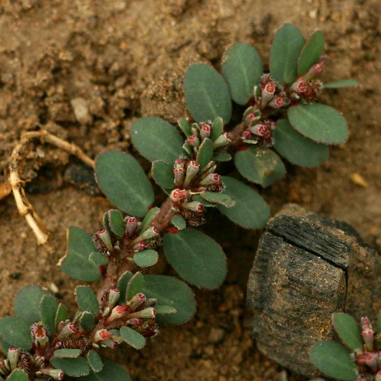 Euphorbia prostrata Euphorbia prostrata