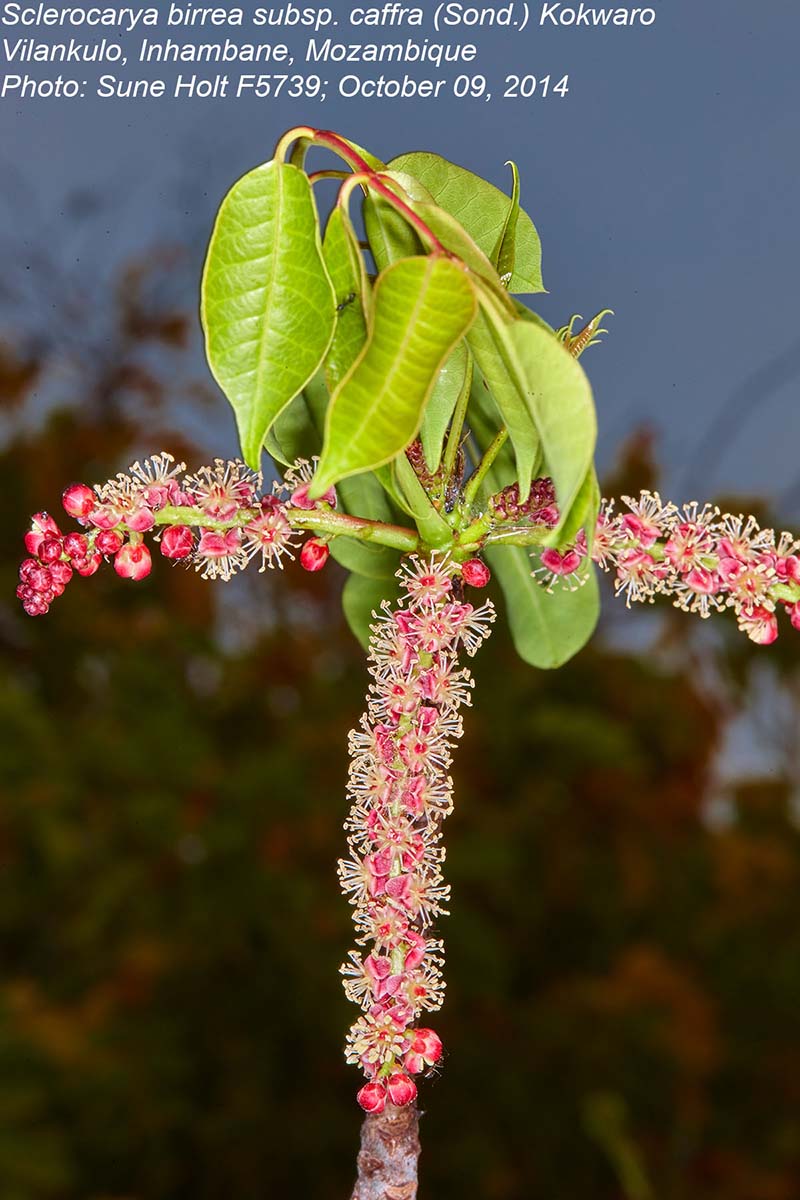 Sclerocarya birrea subsp. afra Sclerocarya birrea subsp. afra