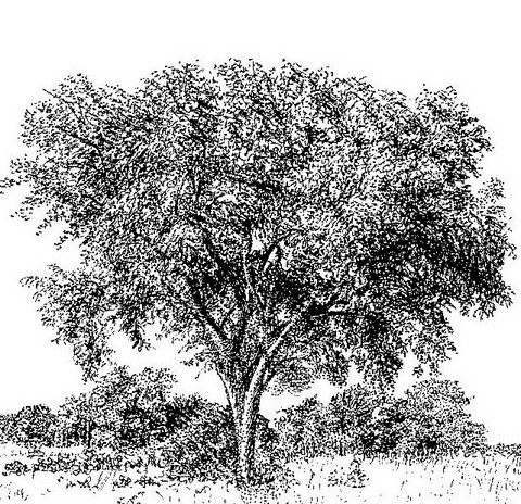 Sclerocarya birrea subsp. afra Sclerocarya birrea subsp. afra