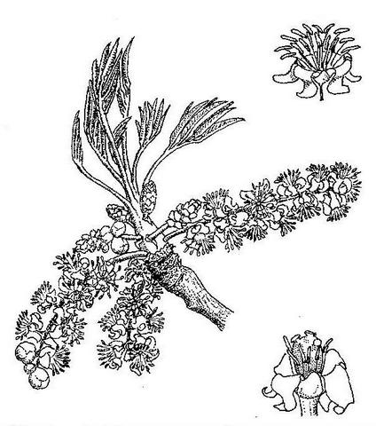 Sclerocarya birrea subsp. afra Sclerocarya birrea subsp. afra