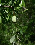 Sclerocarya birrea subsp. afra