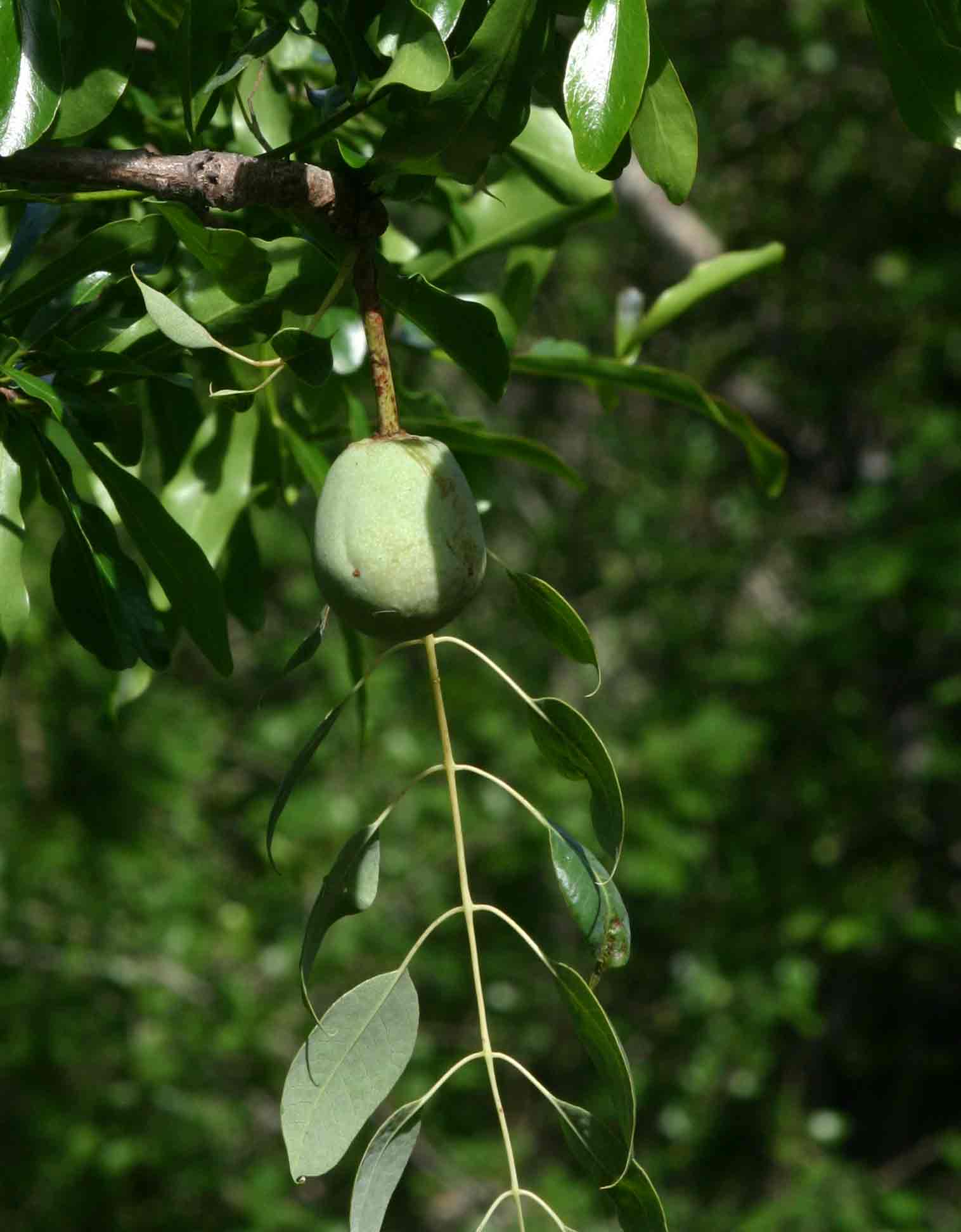 Sclerocarya birrea subsp. afra Sclerocarya birrea subsp. afra