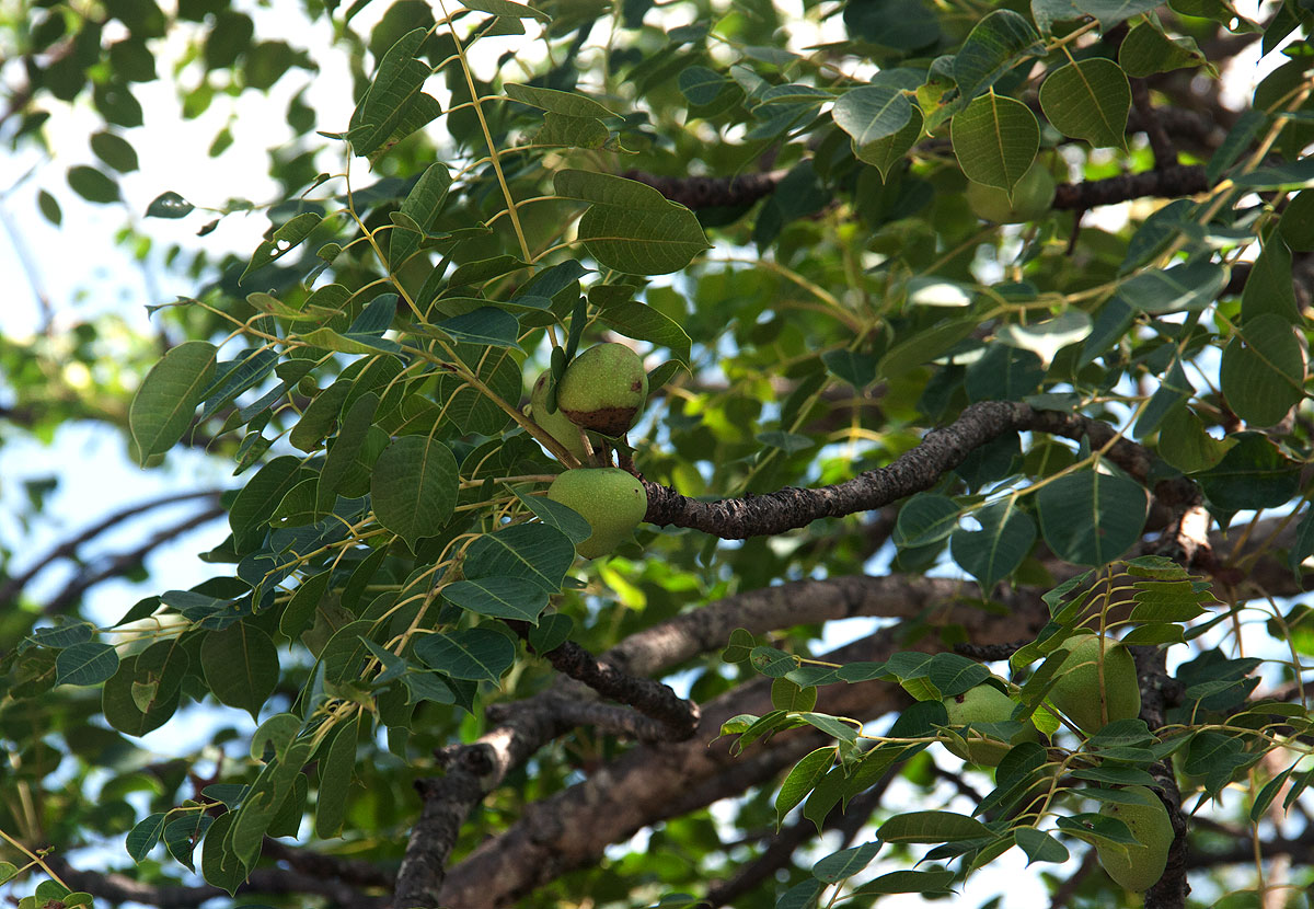 Sclerocarya birrea subsp. afra Sclerocarya birrea subsp. afra