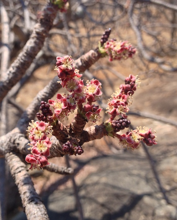 Sclerocarya birrea subsp. afra Sclerocarya birrea subsp. afra