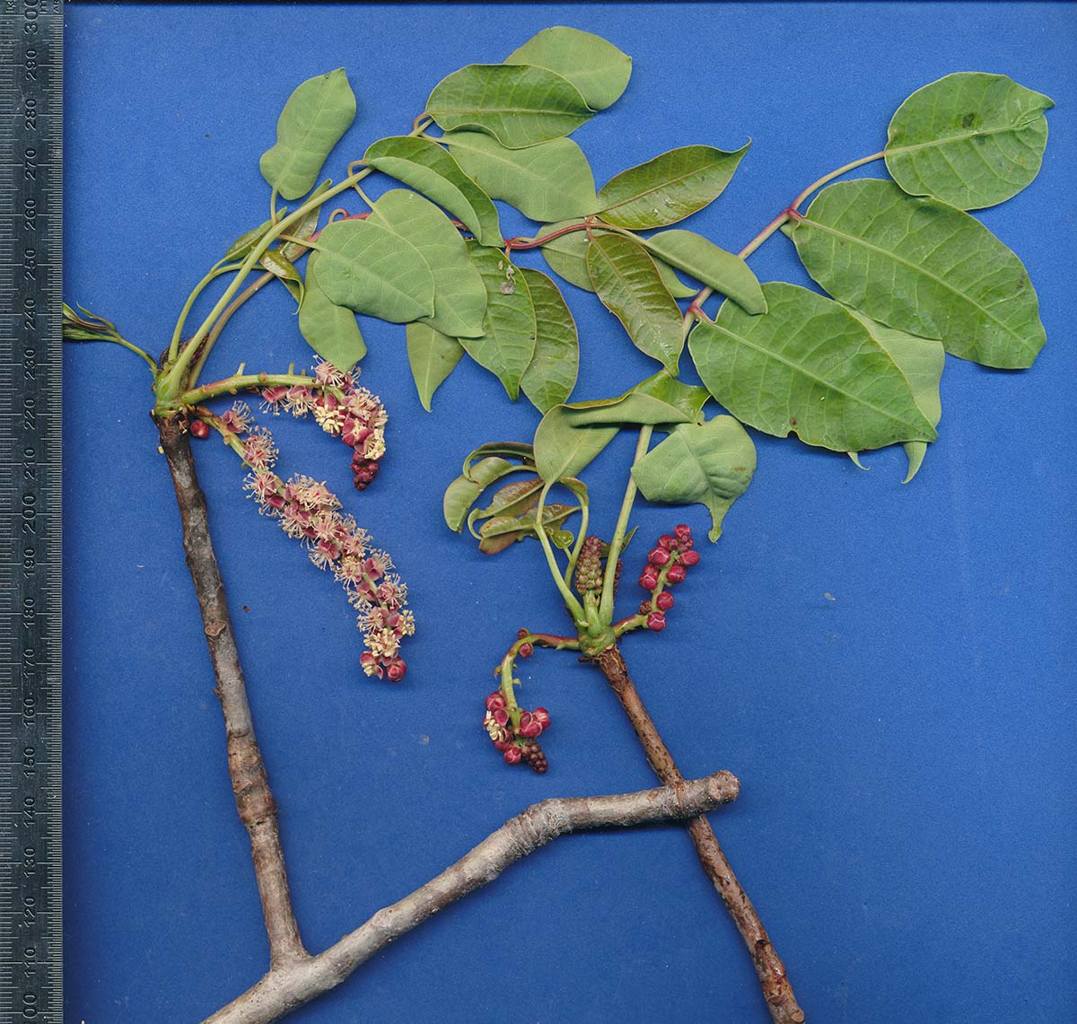 Sclerocarya birrea subsp. afra Sclerocarya birrea subsp. afra