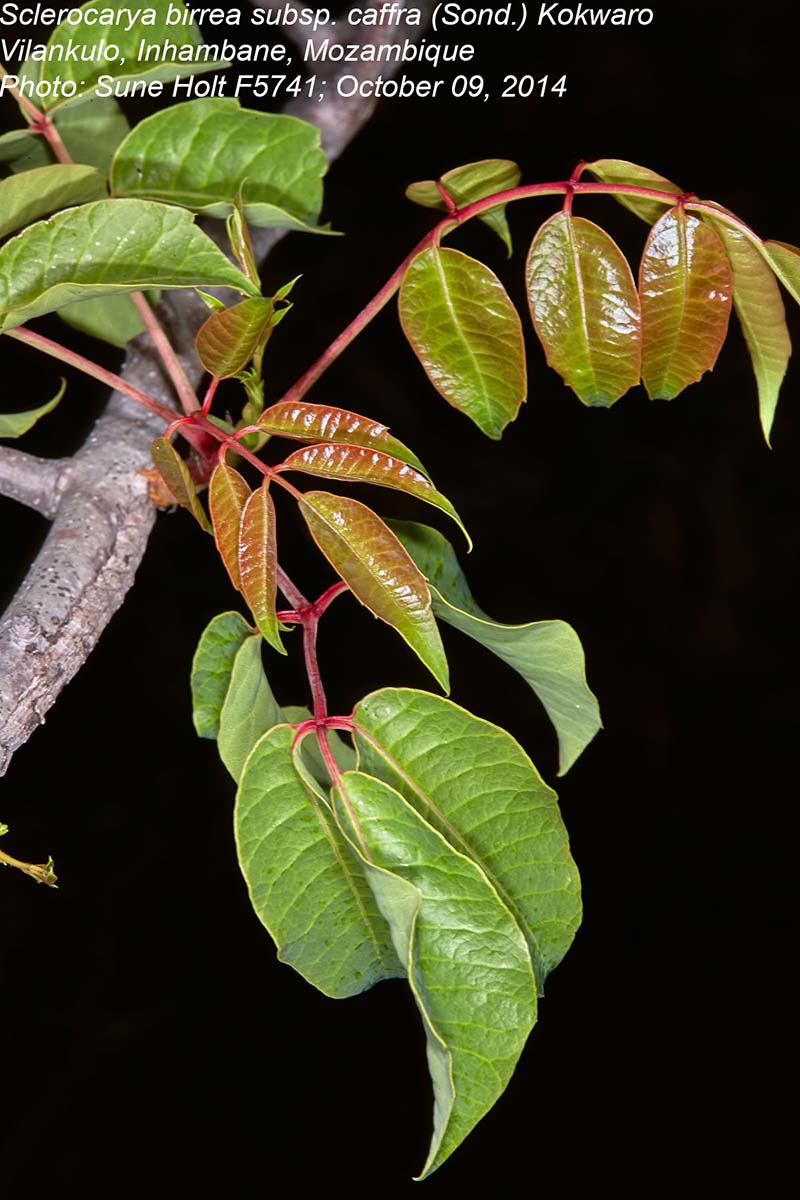 Sclerocarya birrea subsp. afra Sclerocarya birrea subsp. afra
