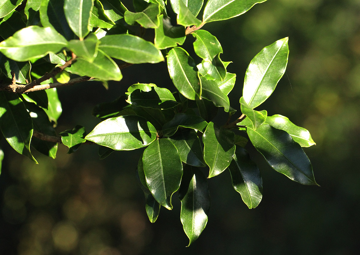 Ilex mitis var. mitis Ilex mitis var. mitis